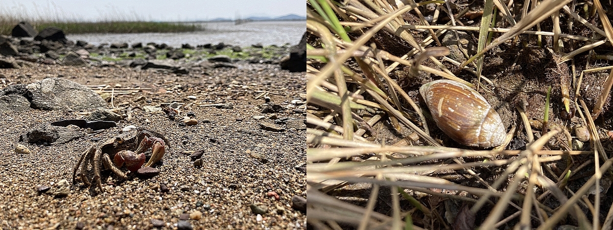 순천만갯벌에는 해양수산부가 지정한 해양보호생물인 흰발농게, 붉은발말똥게, 대추귀고동가 서식하고 있다. 사진은 붉은발말똥게(왼쪽)와 대추귀고동.