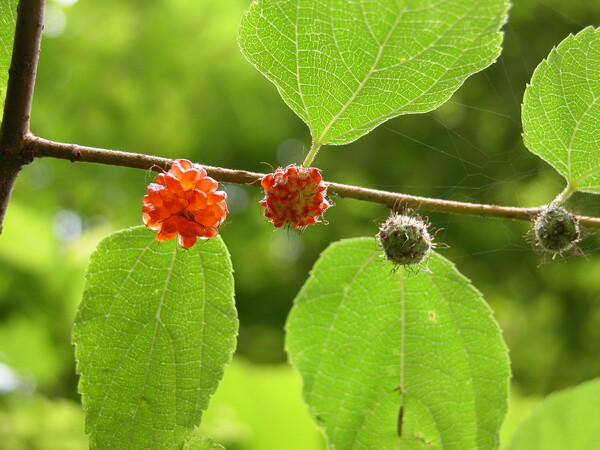 열매는 6~9월에 익고 산딸기와 비슷하게 생겼다. (제공=환경부 국립생물자원관 한반도의생물다양성)