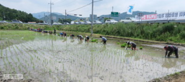 순천시농민회를 비롯한 시민과 단체는 지난달 27일 황전면 죽동마을에서 2021년 통일쌀 모내기를 하고 있다. ⓒ순천광장신문